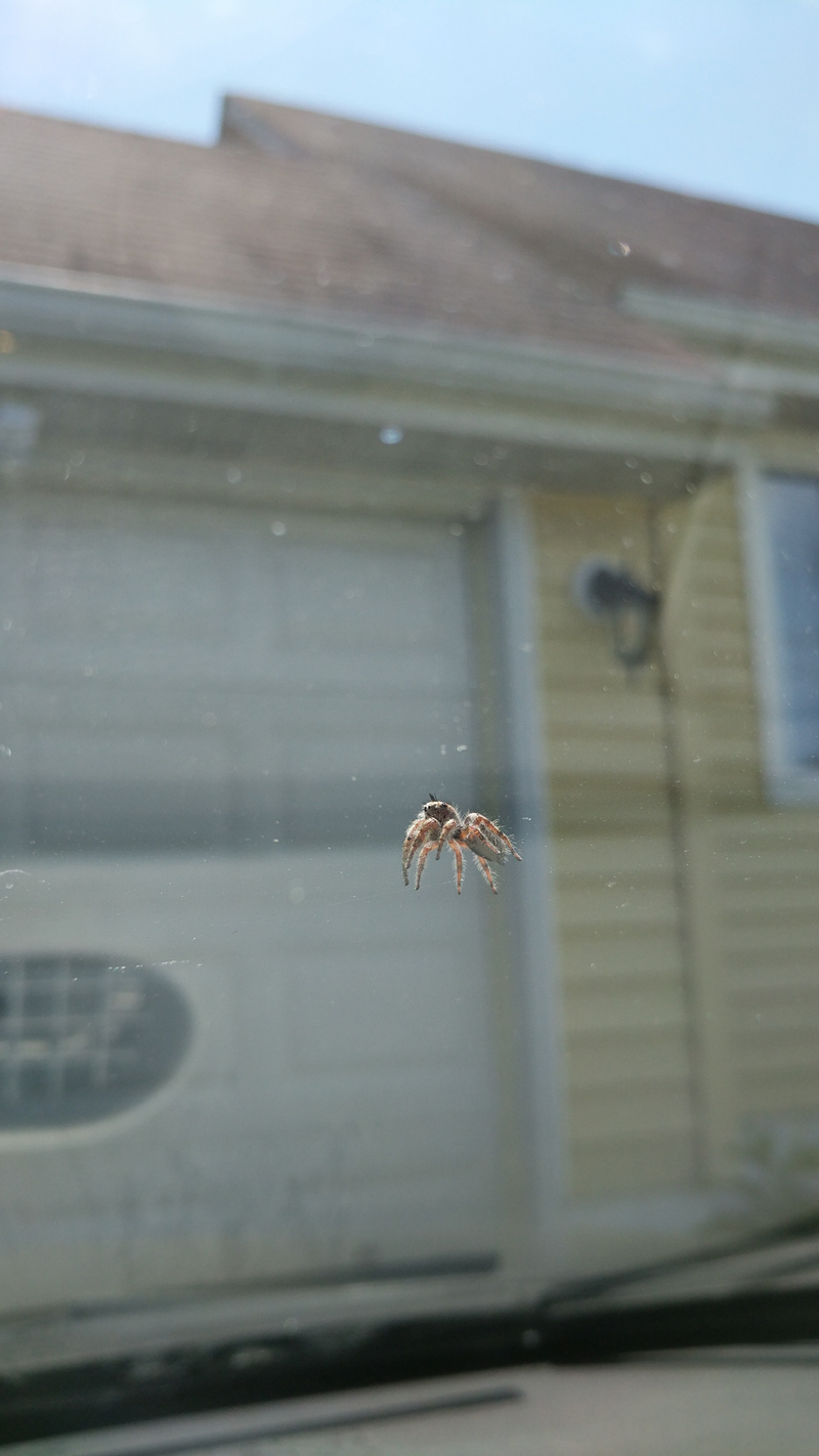 Illustration for article titled All Hail Spiderbro